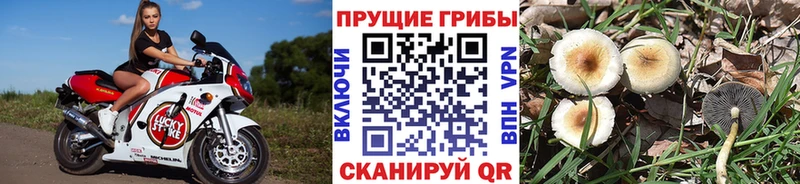 Купить закладки  Ладушкин  Псилоцибиновые грибы мухоморы 